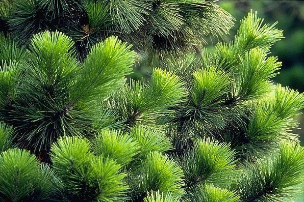 igle za liječenje prostatitisa